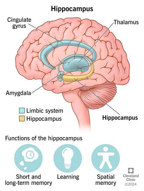 Infografika az alkoholszint és hippocampus kapcsolatról