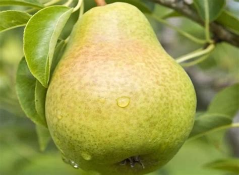 Körte szeletek előkészítése