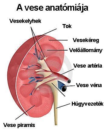 A vese anatómiája és a vesekő képződésének folyamata