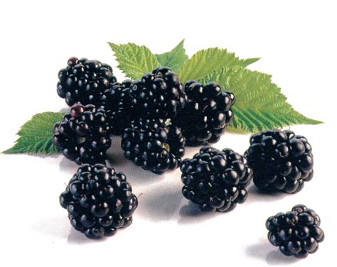 Szeder koktélok tálalva