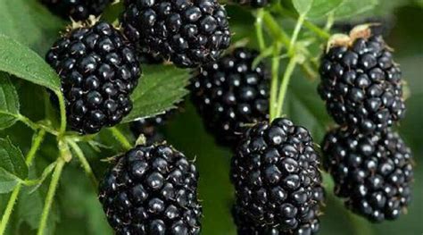 Különböző szeder koktélok