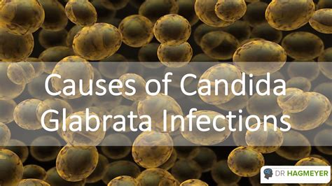 illusztráció Candida glabrata gombáról
