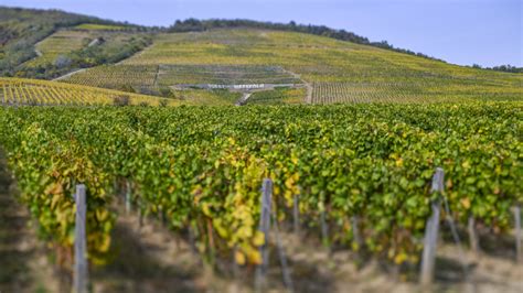 Tokaji szőlőültetvények