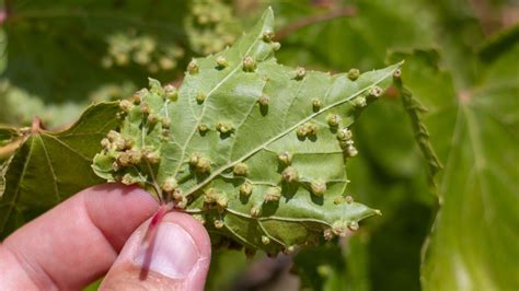 Filoxéra által fertőzött szőlőtőke