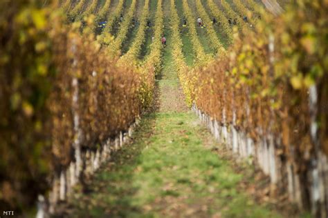 Tokaji szőlőtőkék