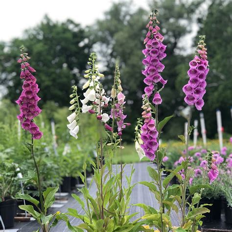 digitalis hömero