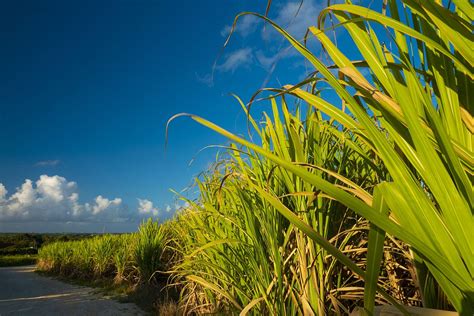 Cukornádültetvény Karib-térségben