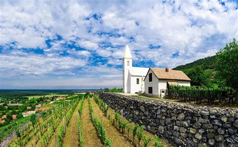 Magyar borvidék panoráma