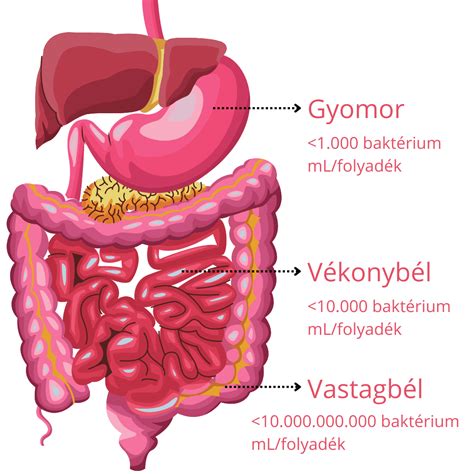 Az emberi gyomor és vékonybél vázlata, az alkohol felszívódásának helyszíneinek jelölésével
