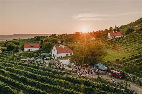 Szőlőlugasok egy borászat udvarán