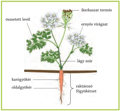 Kálmos növény gyökere