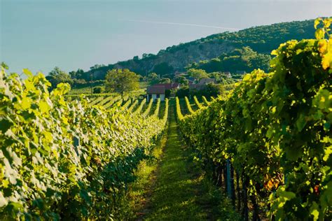 szőlőtőkék a villányi Kopár-dűlőben