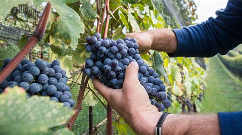 Homokbuckák és szőlőtőkék a Kunsági borvidéken