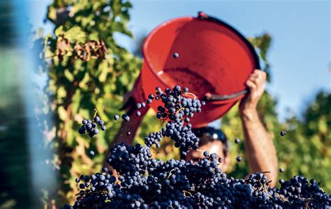 Őszi szüret a Balaton-felvidéken