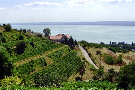 Balaton Borvidék tájképe