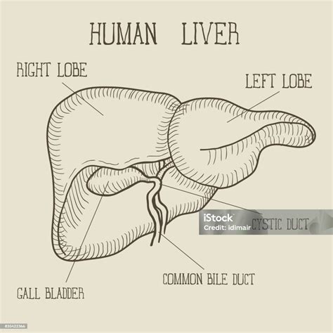 Az emberi máj anatómiai ábrája
