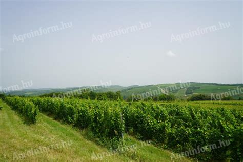 Szőlőültetvény Egerben