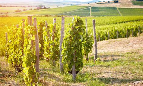 Tokaj-Hegyalja szőlőültetvény és pince