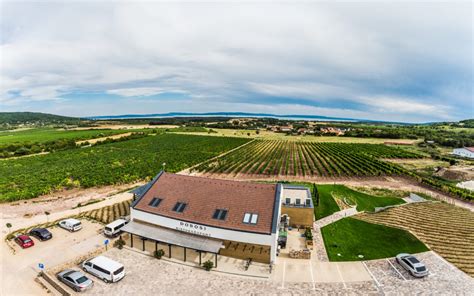 Dobosi Pincészet szőlőültetvénye