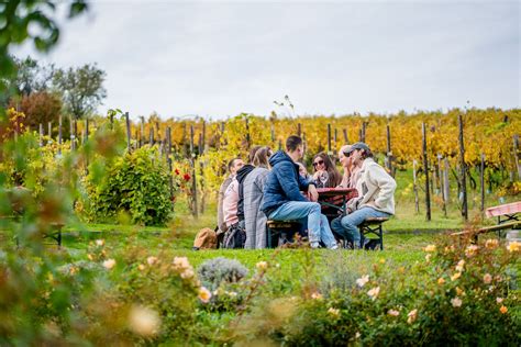 Etyeki táj szőlőkkel és pincékkel