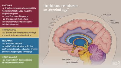 illusztráció az agy működéséről és a mentális funkciókról