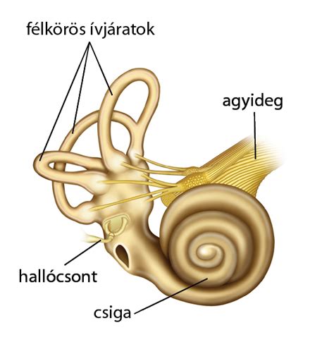 illusztráció a belső fül egyensúlyi rendszeréről