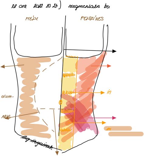 illusztráció a hasizmok rétegeiről
