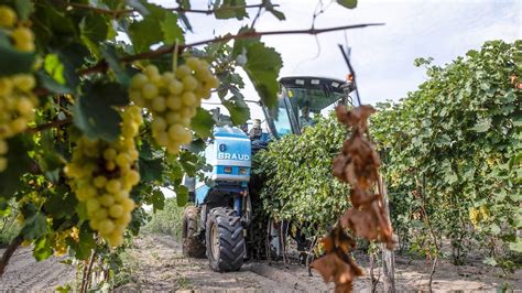 Kézi szőlőszüret