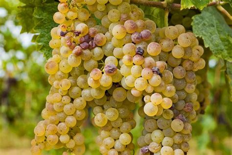 Pinot Blanc szőlőfürt