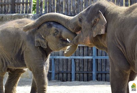 Különleges állat az állatkertben