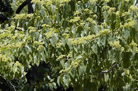 Japán mazsolafa termései