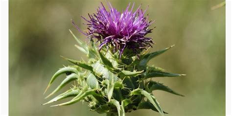 Máriatövis virág és mag