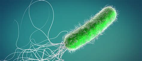 Pseudomonas aeruginosa baktérium mikroszkópos képe