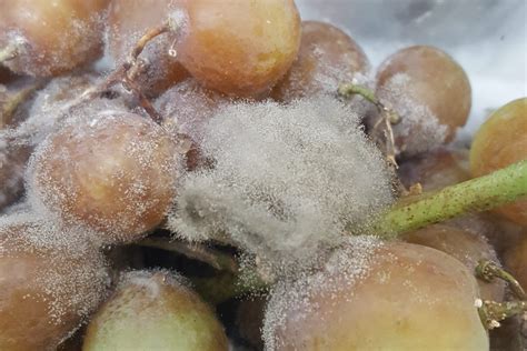 Botrytis cinerea penészgomba a szőlőfürtön
