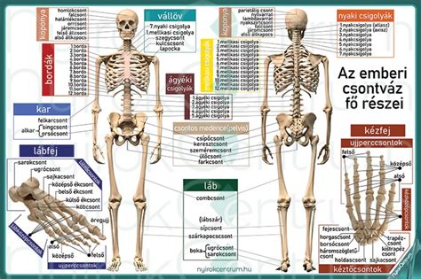 Az emberi test vázlata a vese és az ízületek kiemelt ábrázolásával