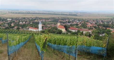 Szőlőültetvény a Mád és Tarcal határán