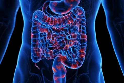 bélrendszer mikroszkóppal