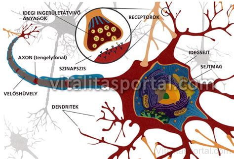 Neuronalis hálózat