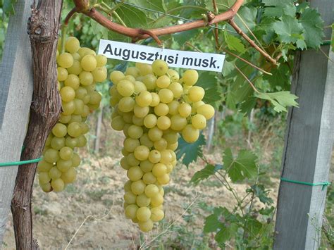 Muskotályos szőlő
