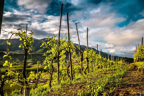A Penedès régió szőlőültetvényei