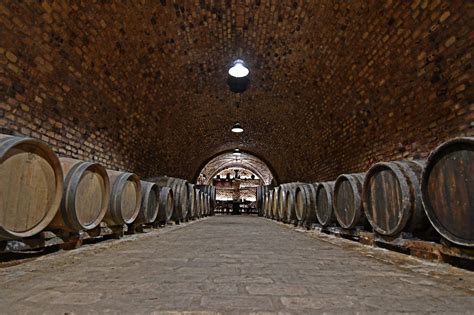 Koch pincészet szőlőültetvénye