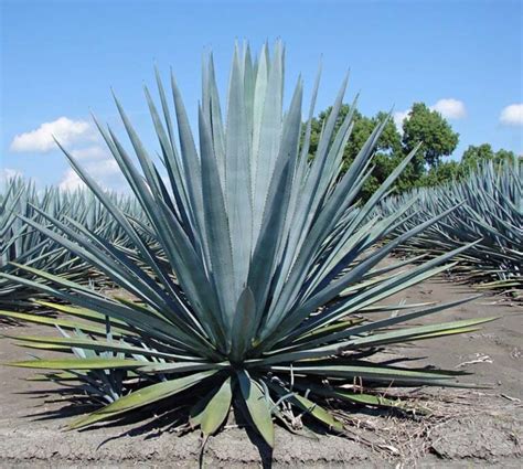 Kék agávéültetvény Jalisco tartományban