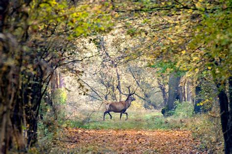 A Gemenci erdő madárvilága