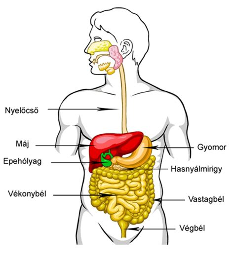 Az emésztőrendszer felépítése
