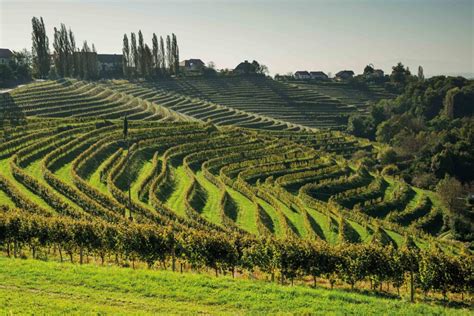 Borvidéki táj túraútvonalakkal