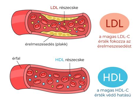 Az LDL és HDL koleszterin molekuláris szerkezete