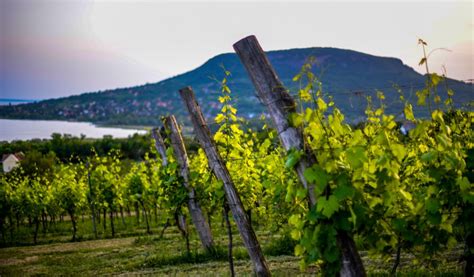 Szőlősorok a badacsonyörsi Örsi-hegyen
