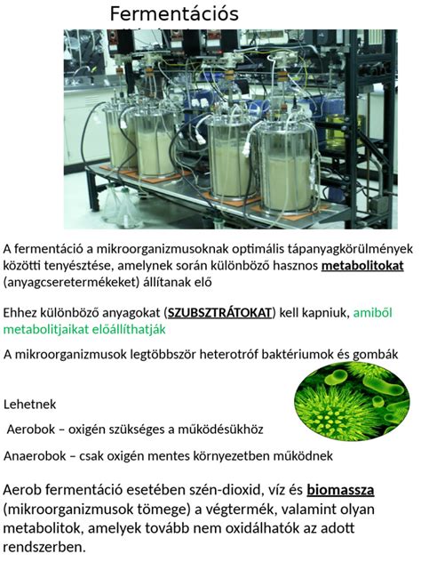ale élesztő fermentáció