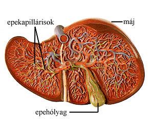 Emberi máj ábrája