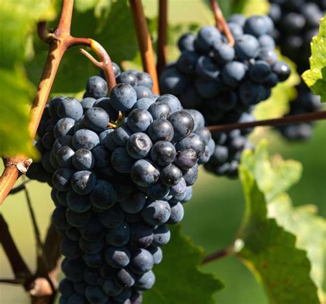 Zweigelt szőlőfürtök